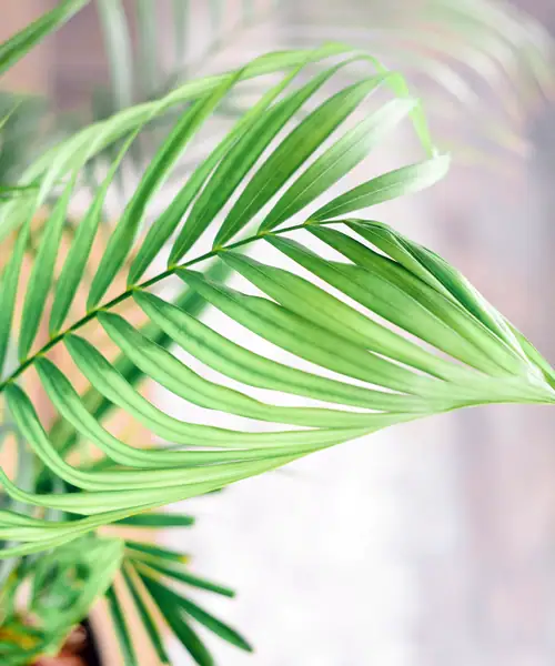 Areca Palm, Goudpalm, Dypsis lutescens, verzorging