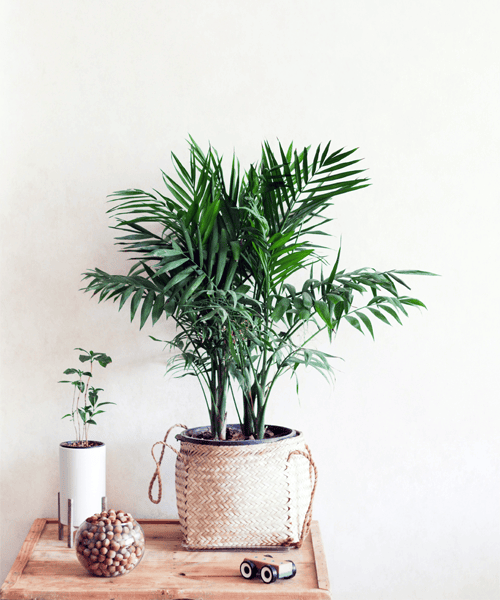 Areca Palm, Goudpalm, Dypsis lutescens, verzorging
