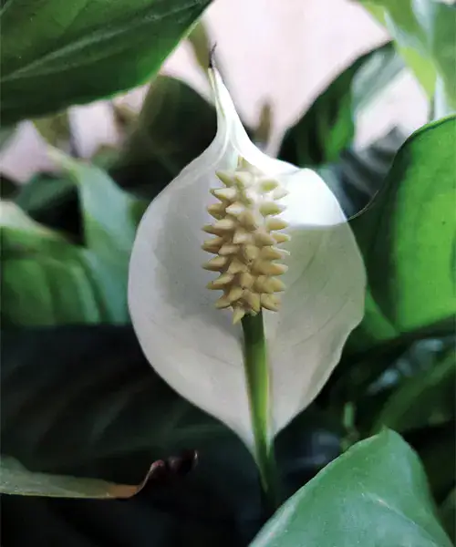 Bloem Spathiphyllum, Lepelplant