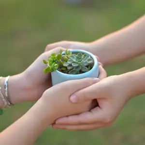 Kamerplant cadeau