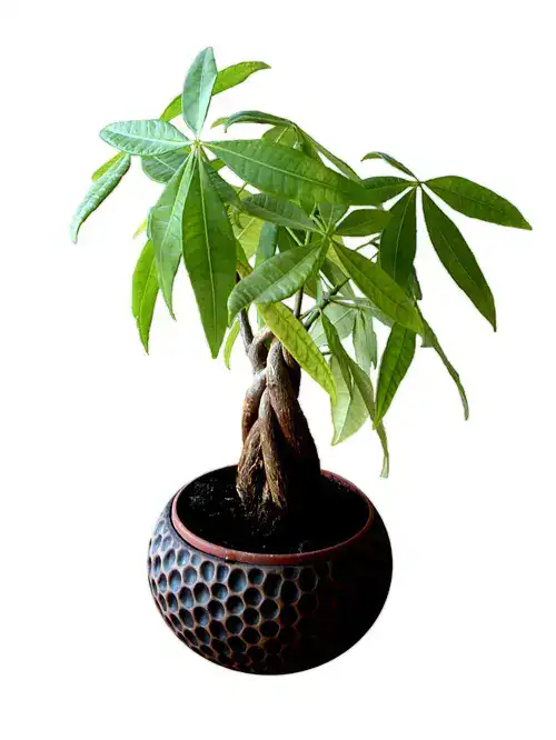 Pachira aquatica, Geldboom, Watercacao, verzorging