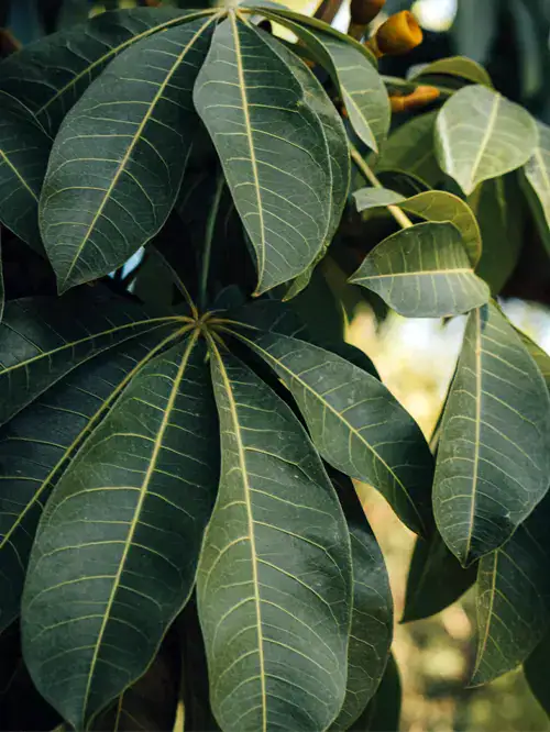 Pachira aquatica, Watercacao, Geldboom, verzorging