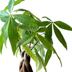 Pachira aquatica featured image