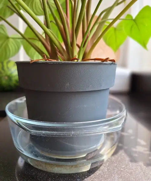 Plantpot in water, water geven, watergeefschema