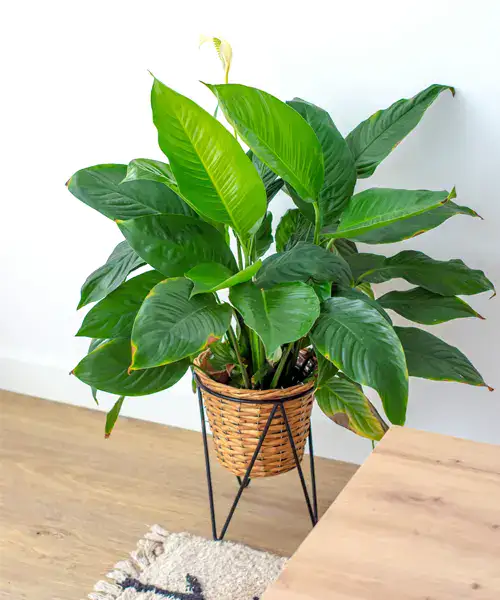 Spathiphyllum, Lepelplant, verzorging