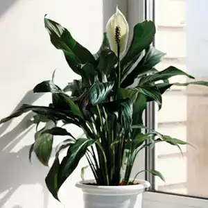 Spathiphyllum verzorging