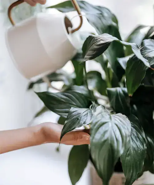Spathiphyllum, Lepelplant, verzorging