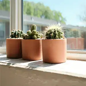Cactussen, hittegolf, kamerplanten