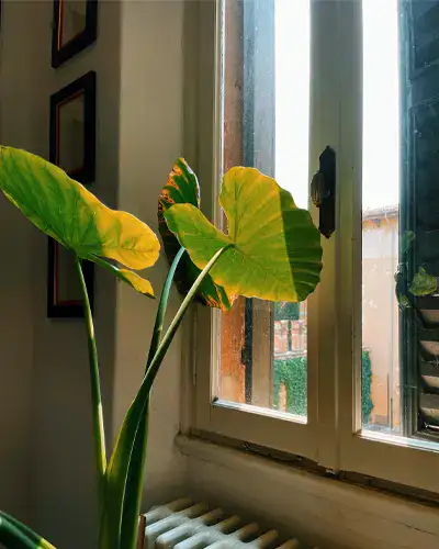 Kamerplant voor raam in de zon, hittegolf, tropische temperaturen