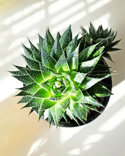 vetplant in de zon, hittegolf, kamerplanten