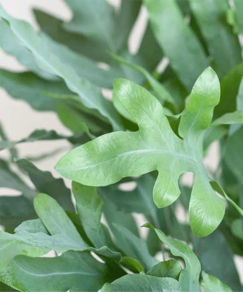 Bladeren Blauwvaren, Zinkvaren, Phlebodium verzorging