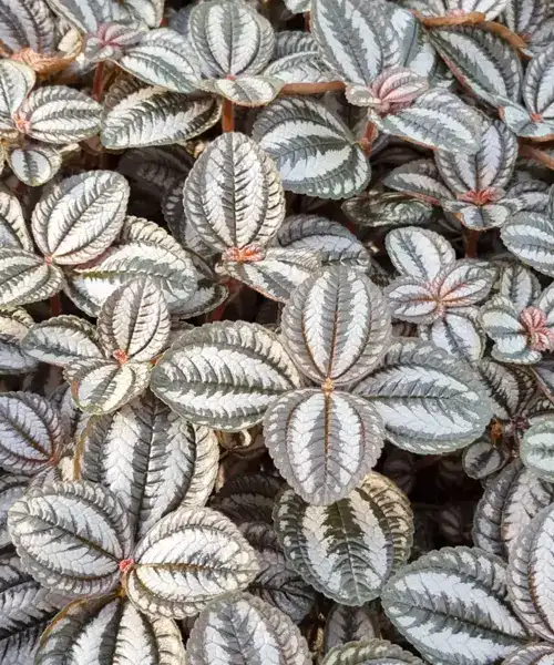 Pilea Involucrata 'Norfolk', Pilea soorten, Pilea verzorging