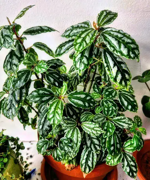 Pilea cadierei, bijzondere Pilea soorten