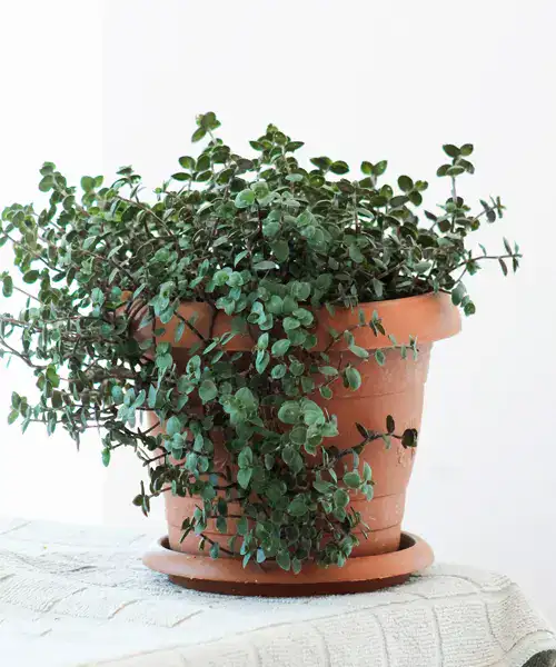 Pilea glauca, Pilea verzorging