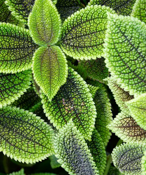 Pilea involucrata Moon Valley, Pilea soorten, Pilea verzorging