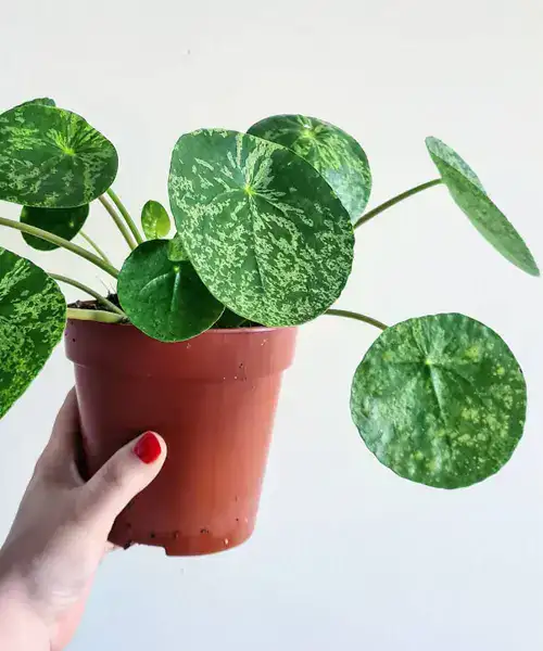 Pilea peperomioides Mojito, bijzondere Pilea soorten