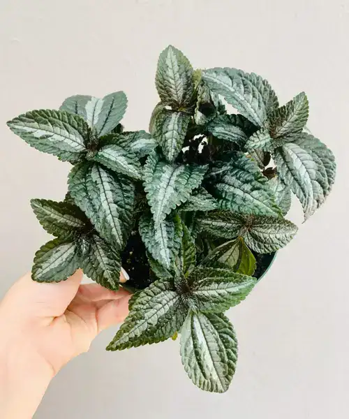 Pilea spruceana, Bijzondere Pilea soorten, verzorging