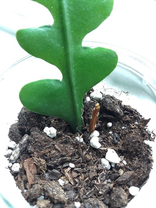 Bladstek Zaagcactus, stekje, kamerplanten stekken