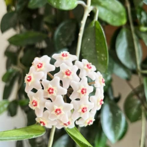 Hoya carnosa bloem Hoya carnosa bloem