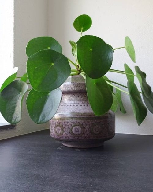 Pannenkoekplant Plantfan Interview Tessa