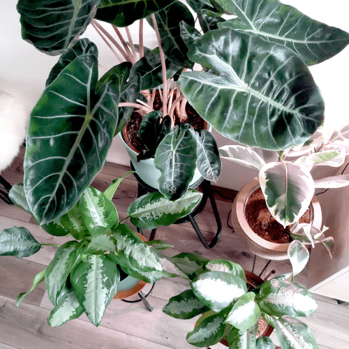 Plantfan Interview